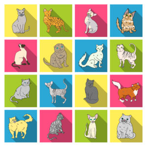 AMAZING DIFFERENT BREEDS OF CATS 2 1 different breeds of cats AMAZING DIFFERENT BREEDS OF CATS