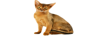 AMAZING DIFFERENT BREEDS OF CATS 5 Abyssinian cat