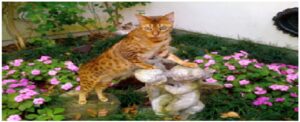 AMAZING DIFFERENT BREEDS OF CATS 3 BENGAL CAT