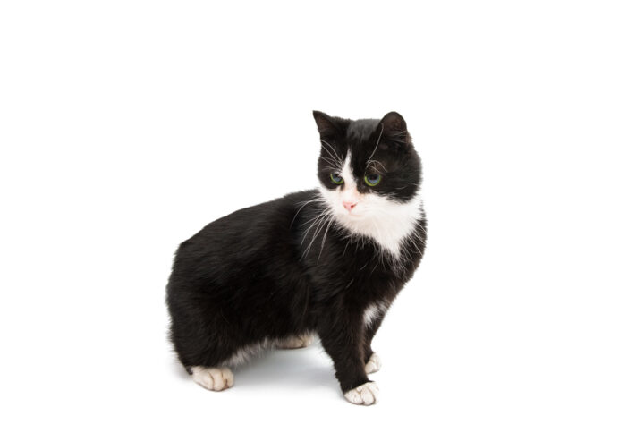 BLACK CAT BREEDS