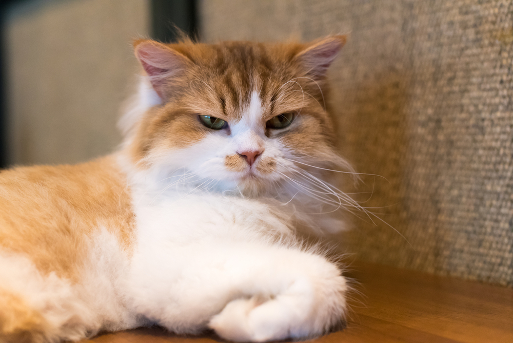 CUTE CAT BREEDS