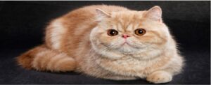 AMAZING DIFFERENT BREEDS OF CATS 6 EXOTIC SHORTHAIR
