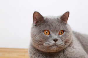 IMPRESSIVE FACTS ABOUT FLUFFY CAT BREEDS THAT YOU NEVER KNEW BEFORE 2 FLUFFY CAT BREEDS