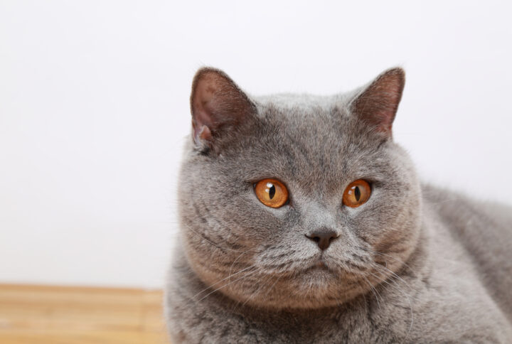 FULFULLY CAT BREEDS