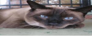 AMAZING DIFFERENT BREEDS OF CATS 4 SIAMESE cat