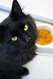 IMPRESSIVE FACTS ABOUT FLUFFY CAT BREEDS THAT YOU NEVER KNEW BEFORE 9 black fluffy cat