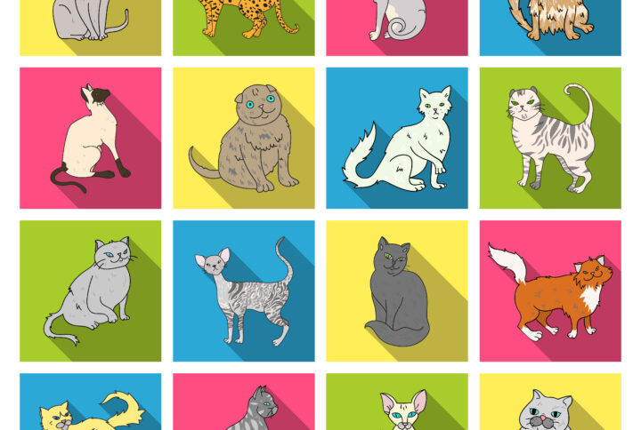different breeds of cats