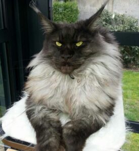 IMPRESSIVE FACTS ABOUT FLUFFY CAT BREEDS THAT YOU NEVER KNEW BEFORE 11 fluffy big cat