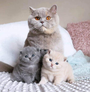 IMPRESSIVE FACTS ABOUT FLUFFY CAT BREEDS THAT YOU NEVER KNEW BEFORE 4 fluffy cat