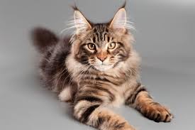 IMPRESSIVE FACTS ABOUT FLUFFY CAT BREEDS THAT YOU NEVER KNEW BEFORE 12 fluffy cat big car