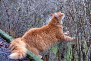 IMPRESSIVE FACTS ABOUT FLUFFY CAT BREEDS THAT YOU NEVER KNEW BEFORE 3 fluffy cat breeds