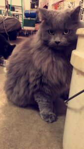 IMPRESSIVE FACTS ABOUT FLUFFY CAT BREEDS THAT YOU NEVER KNEW BEFORE 10 fluffy cat grey