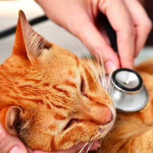 IMPRESSIVE FACTS ABOUT FLUFFY CAT BREEDS THAT YOU NEVER KNEW BEFORE 5 fluffy cats