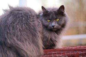 IMPRESSIVE FACTS ABOUT FLUFFY CAT BREEDS THAT YOU NEVER KNEW BEFORE 6 fluffy catss IMPRESSIVE FACTS ABOUT FLUFFY CAT BREEDS THAT YOU NEVER KNEW BEFORE