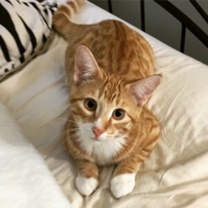 IMPRESSIVE FACTS ABOUT FLUFFY CAT BREEDS THAT YOU NEVER KNEW BEFORE 7 fluffy catt