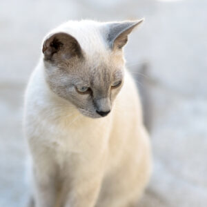 YOUR GO TO GUIDES FOR GREY CAT BREEDS 2 GREY CAT BREEDS