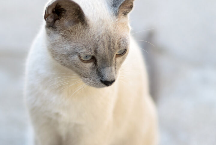 GREY CAT BREEDS