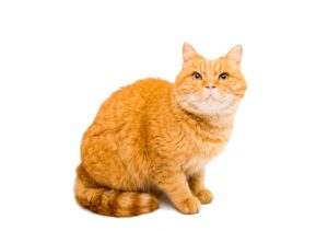 ORANGE CAT BREEDs