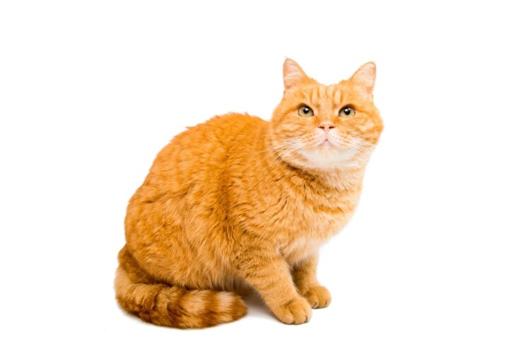 ORANGE CAT BREED