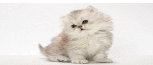 PERSIAN CAT THE CUTEST CAT BREEDS 3 PERSIAN CAT BREEDS