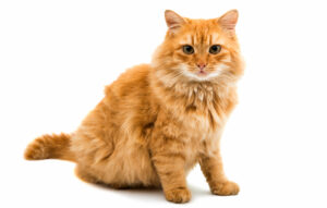 PERSIAN CAT THE CUTEST CAT BREEDS 2 PERSIAN CAT BREEDS