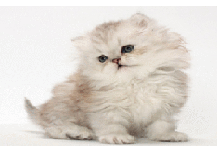 PERSIAN CAT BREEDS