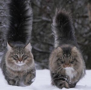IMPRESSIVE FACTS ABOUT FLUFFY CAT BREEDS THAT YOU NEVER KNEW BEFORE 13 tail fluffy cat