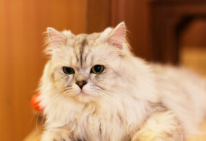 5 COMMON FACTS ABOUT WHITE CAT BREEDS 2 WHITE CAT BREEDS