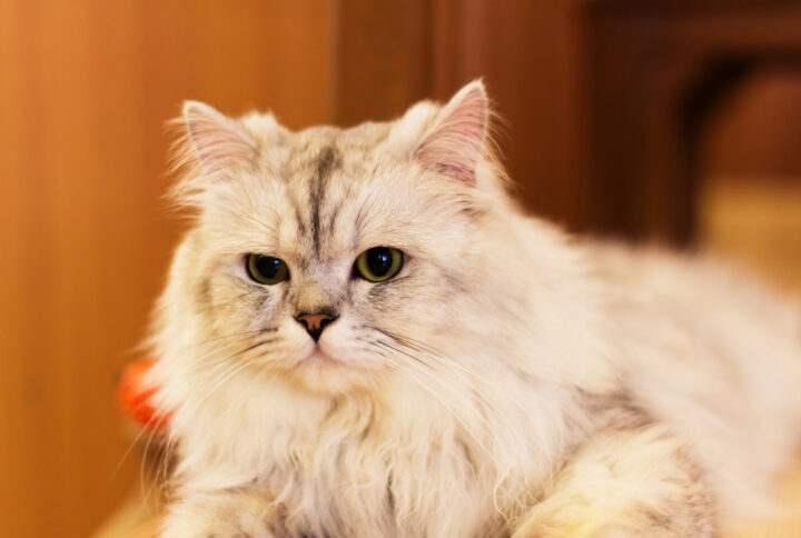 WHITE CAT BREEDS