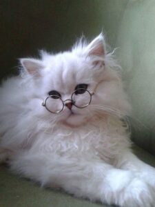 IMPRESSIVE FACTS ABOUT FLUFFY CAT BREEDS THAT YOU NEVER KNEW BEFORE 8 white flyffy cat