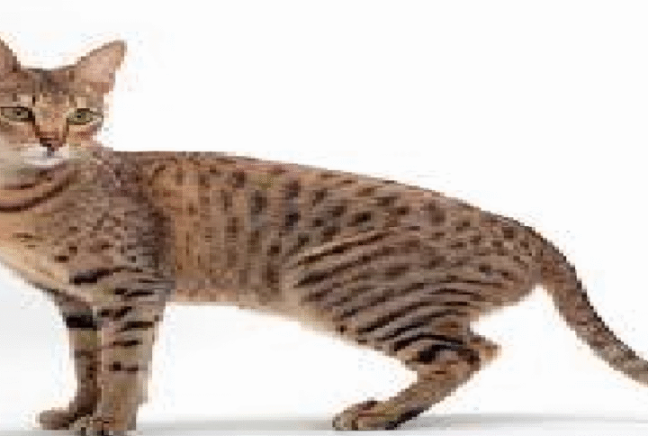 8 BIGGEST DOMESTIC CAT