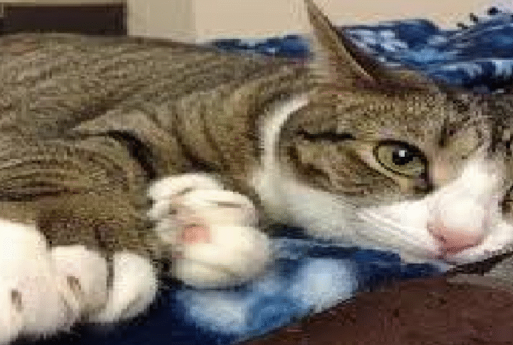 GIANT CAT BREEDS