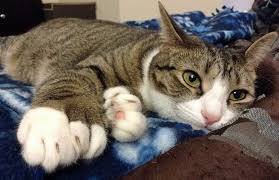 DOMESTIC GIANT CAT BREEDS 2 GIANT CAT BREEDS