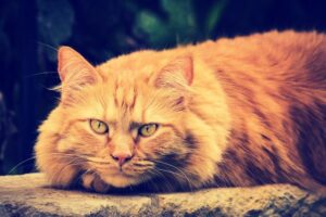 PERFECT DIET & HEALTHY NUTRITION FOR LARGE DOMESTIC CAT BREEDS 2 LARGE DOMESTIC CAT BREEDS