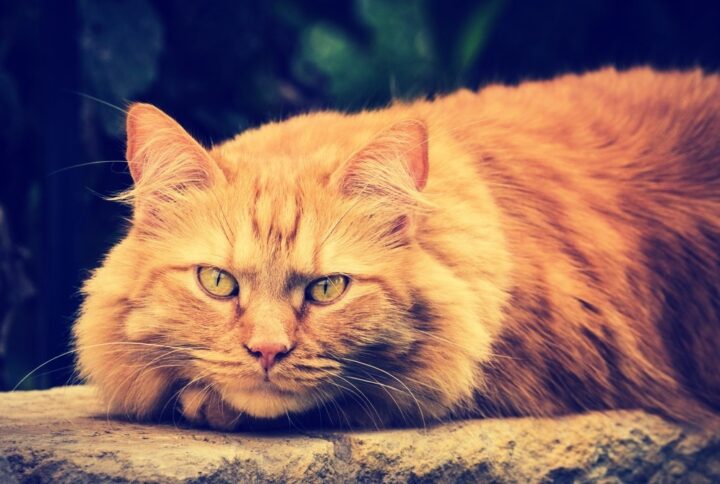 LARGE DOMESTIC CAT BREEDS