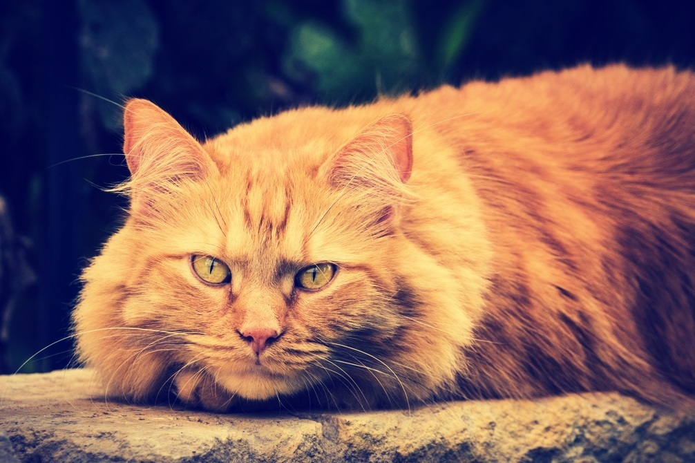 LARGE DOMESTIC CAT BREEDS