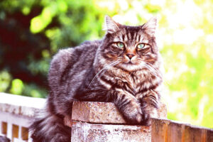 HELPFUL TIPS FOR GROOMING LONG HAIRED CAT BREEDS 2 long haired cat breeds