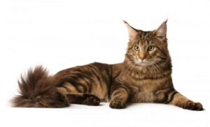 LOVE YOUR BIG CATS? HERE IS A LITTLE INSIGHT ON THEM 2 BIG CAT BREEDS