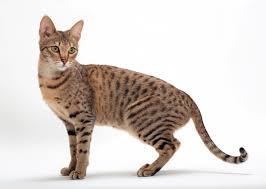8 BIGGEST DOMESTIC CATS 2 biggest domestic cats