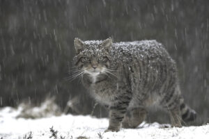 LOVE FOR LARGE BREED CATS 2 LARGE CAT BREEDS