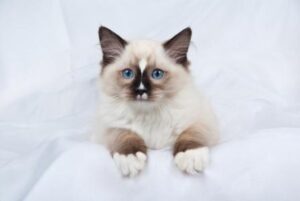 7 MOST AFFECTIONATE BREEDS OF CATS 2 most affectionate cat breeds