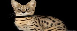LOVE FOR LARGE BREED CATS 4 savannah cats