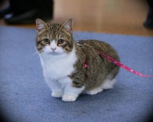 HOW TO DETERMINE THE CAT’S BREED? 2 what breed is my cat