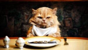 DO YOU KNOW HOW LONG CAN CATS GO WITHOUT FOOD AND WATER? 2 how long can cats go without food