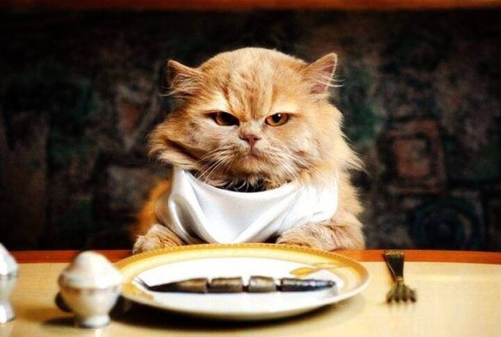 how long can cats go without food