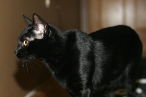 BLACK SAVANNAH CATS ARE A TREASURE 2 BLACK SAVANNAH CAT