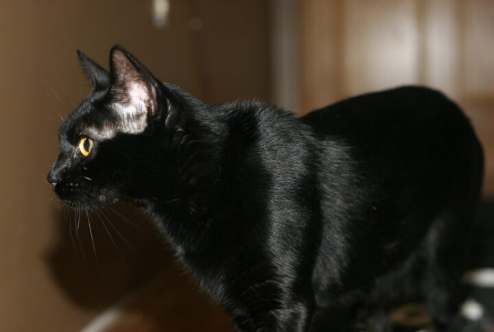BLACK SAVANNAH CAT