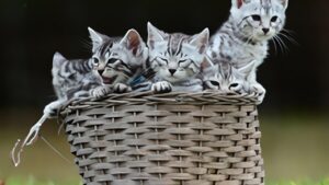 THE TEMPERAMENT AND THE PERSONALITY OF THE SILVER BENGAL CAT 2 SILVER BENGAL CAT