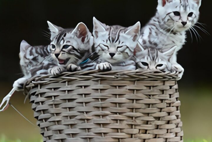 SILVER BENGAL CAT