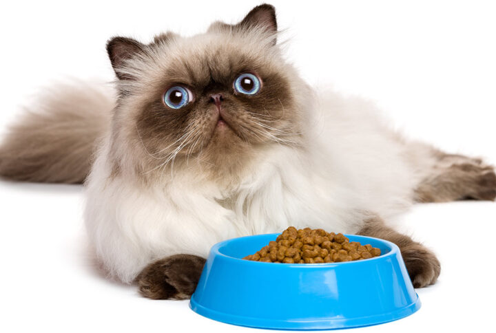 persian cat food